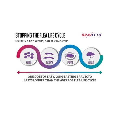 Bravecto Plus 3 Monthly Spot-On Tick & Flea Medium Cats 2.8 - 6.25kg 1 Pip
